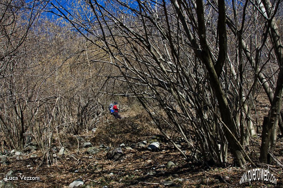 03-IL BOSCO INIZIALMENTE FITTO...jpg